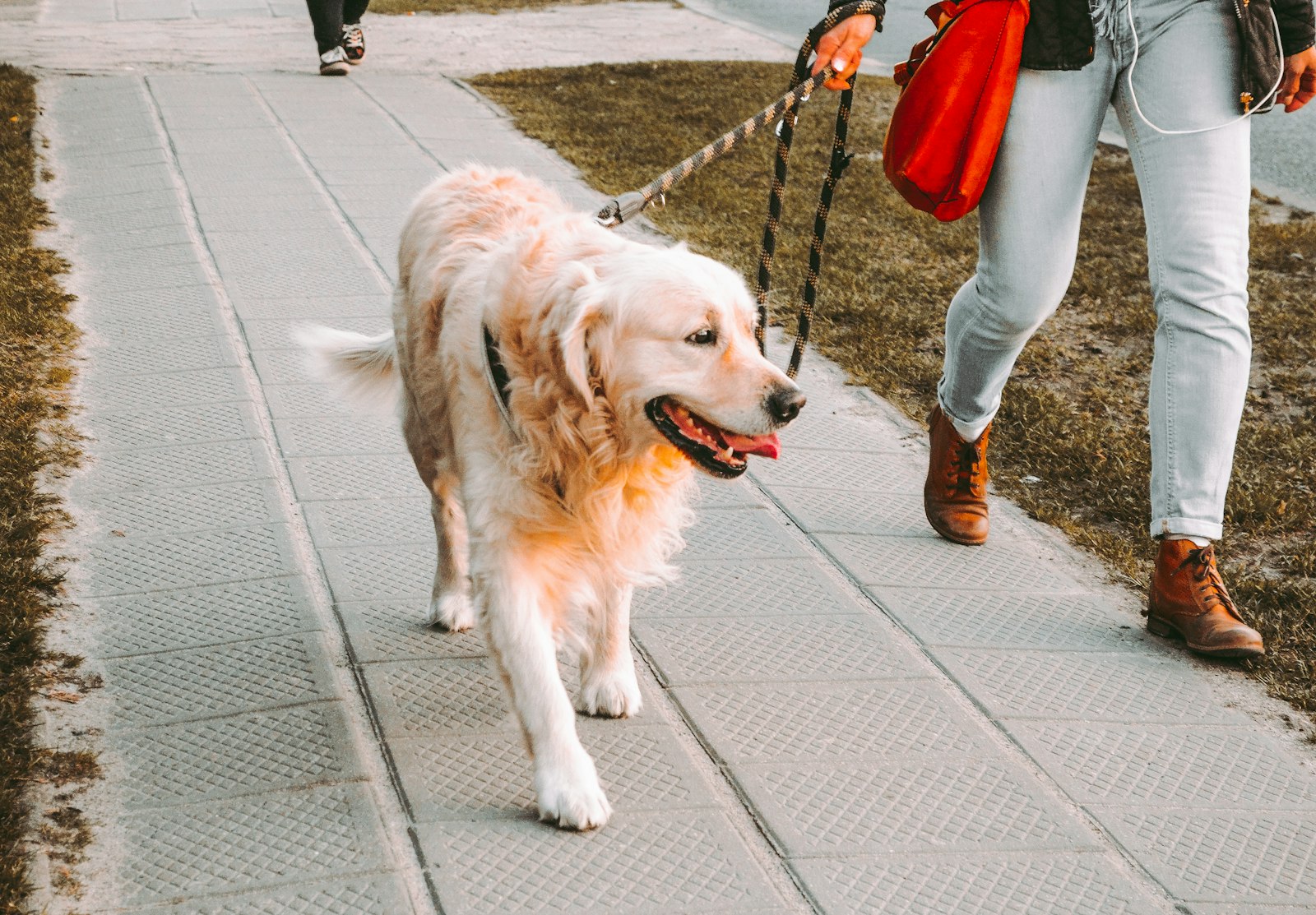 Dog Harnesses
